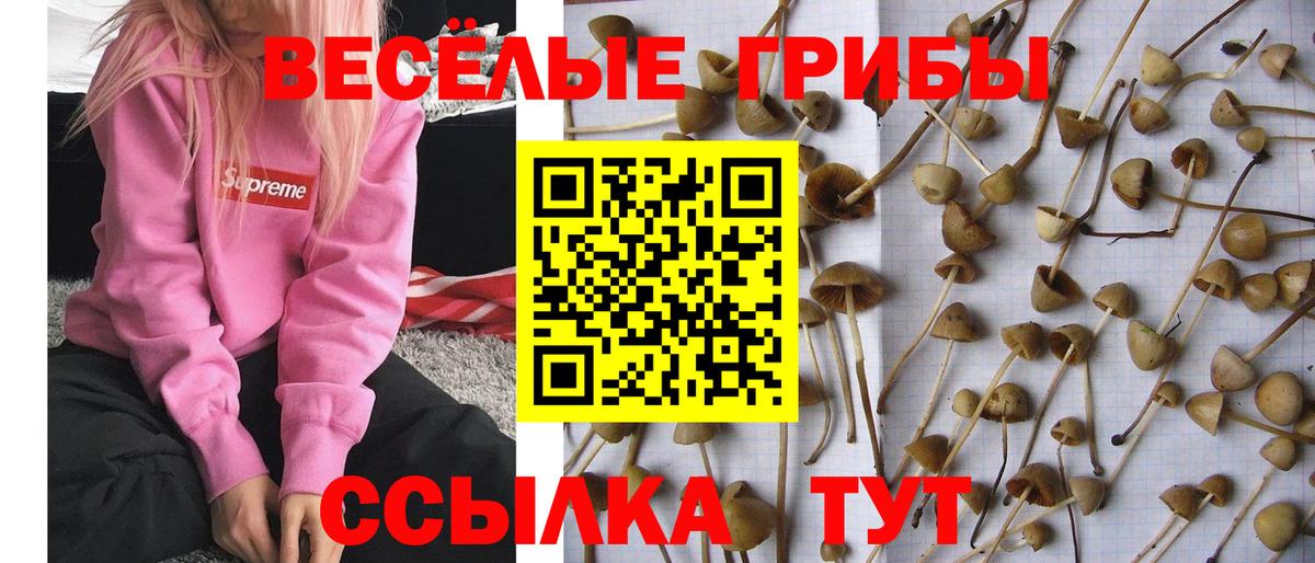 Псилоцибиновые грибы Psilocybine cubensis  Вход с VPN  Северобайкальск 